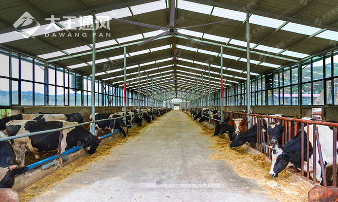 放畜牧養(yǎng)殖安裝大型工業(yè)吊扇