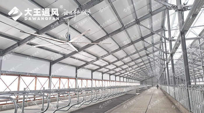 大王通風(fēng)助力俄羅斯牛場(chǎng)畜牧養(yǎng)殖